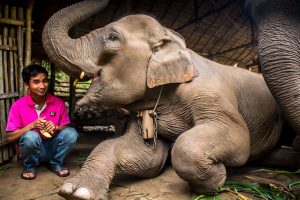 Chiang Mai al Santuario de Elefantes