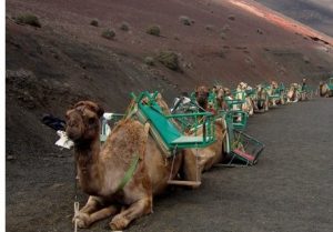 El echadero de camellos