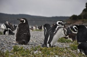 excursiones ushuaia pingüinos